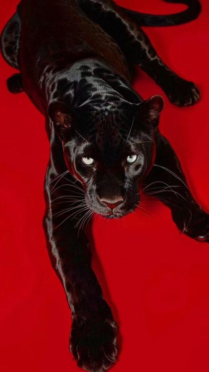 PANTHER COLLECTION